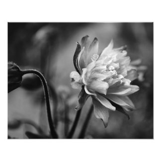 Columbine Flower in Black and White Photo Print