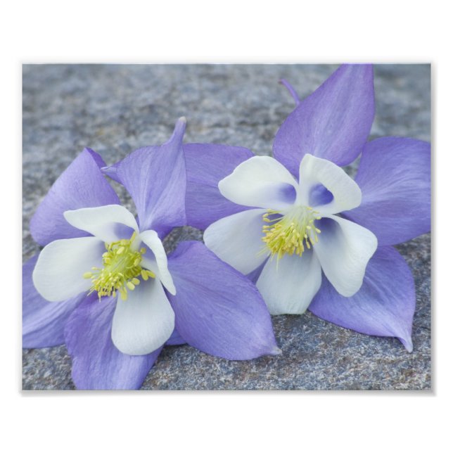 Columbine Flower Pair Photo Print (Front)