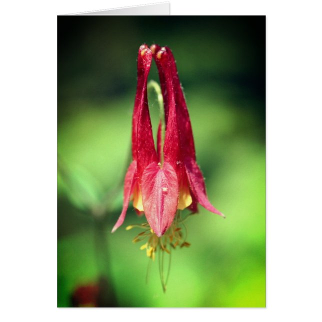 Columbine Flower Photography Note Card (Front)