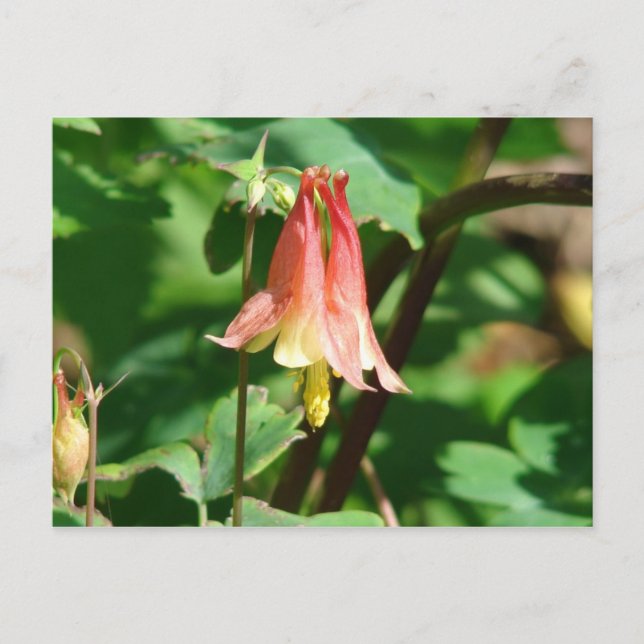 Columbine Flower Postcard (Front)