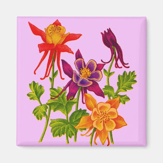 columbine flowers magnet (Front)