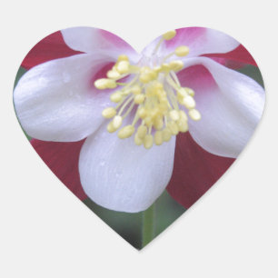 Columbine Heart Sticker