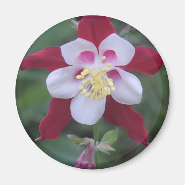 Columbine Magnet (Front)