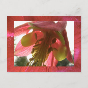 columbine postcard
