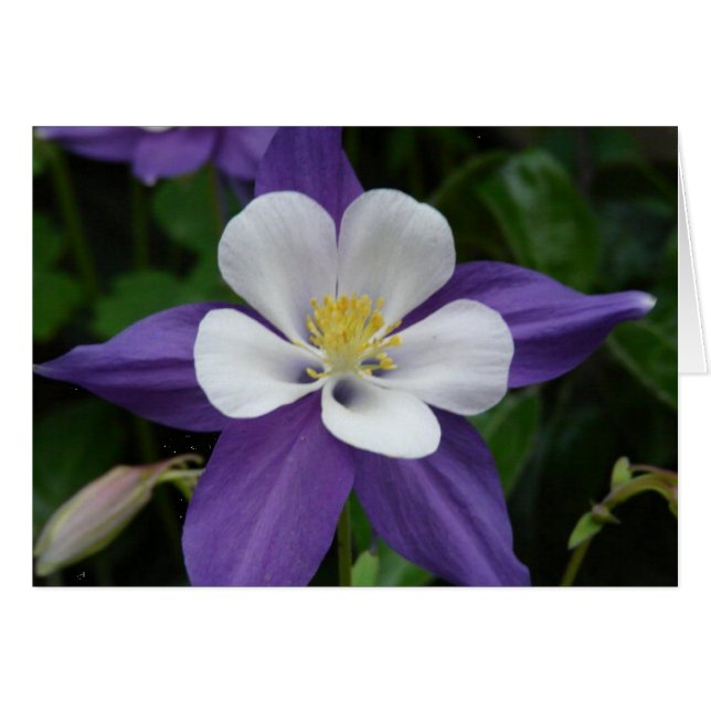 Columbine Purple and White Flower Card (Front Horizontal)