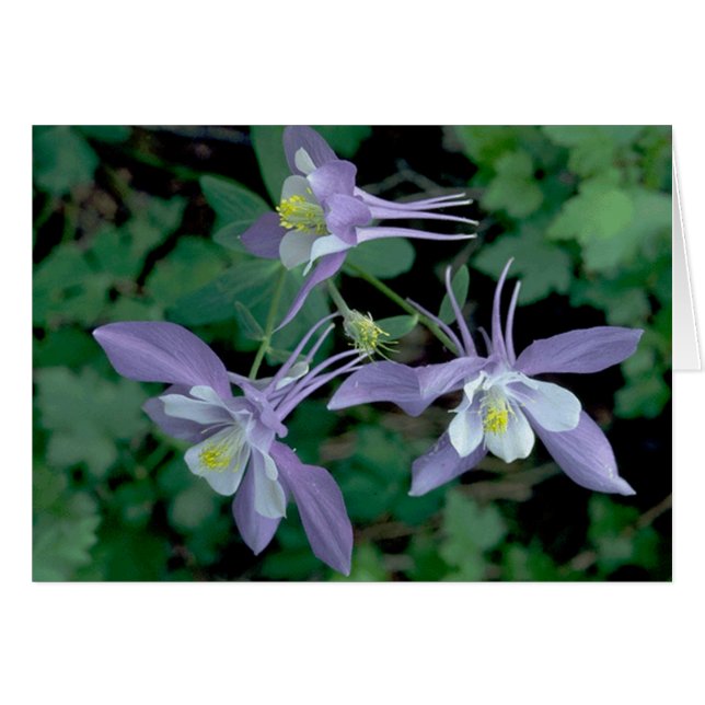 Columbine, Rocky Mountain National Park (Front Horizontal)