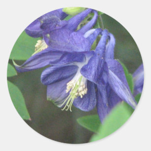 Columbine Sticker