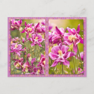 Columbines Diptych Postcard