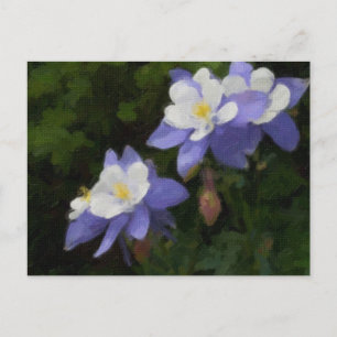 Columbines Postcard