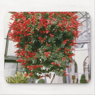 Columnea Mortinii Goldfish Plant flowers Mouse Mat