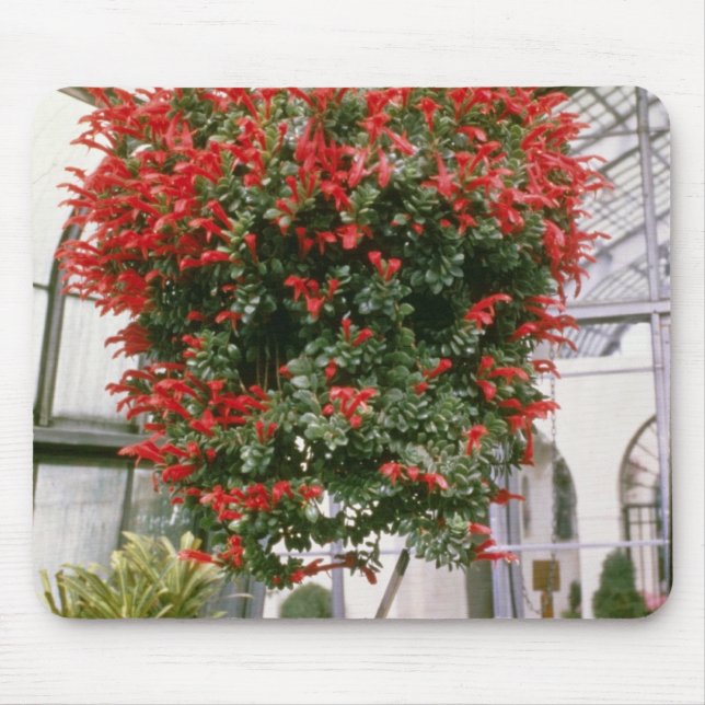 Columnea Mortinii Goldfish Plant flowers Mouse Mat (Front)