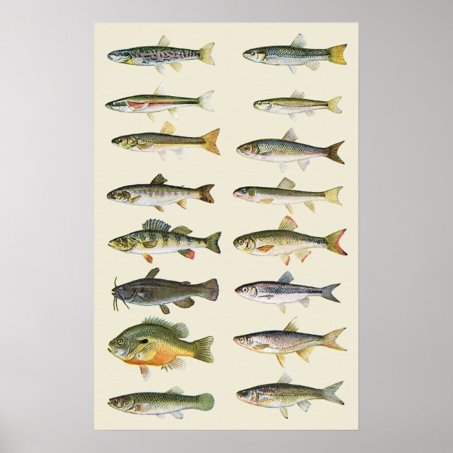 Columns of Fish Poster (Front)