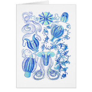 Comb jellies