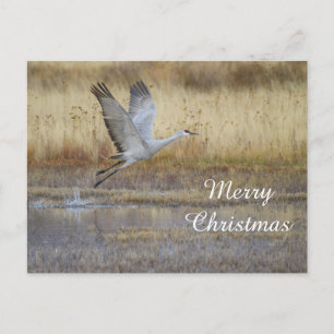 come fly with me, Merry Christmas Holiday Postcard