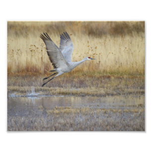 Come fly with me photo print