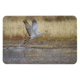 Come fly with me Sandhill Crane Magnet