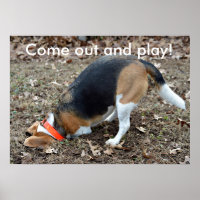 Come Out And Play Beagle Digging