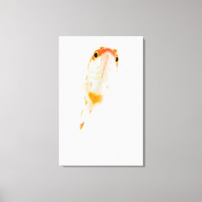 Comet / Comet-tailed goldfish Canvas Print (Front)