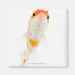 Comet / Comet-tailed goldfish Magnet