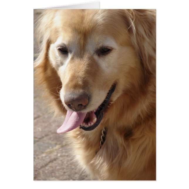 Comet the Golden Retriever (Front)