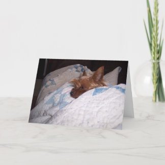 Comfort from Alfie Card