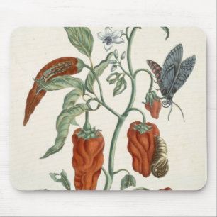 Comfrey, from 'A Curious Herbal', 1782 (colour eng Mouse Mat