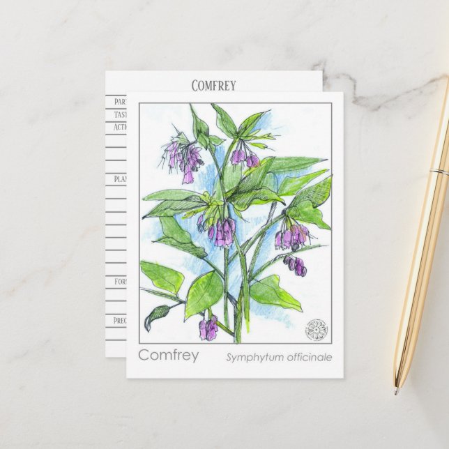 Comfrey Materia Medica Herbal Study Plant Card  (Front/Back In Situ)