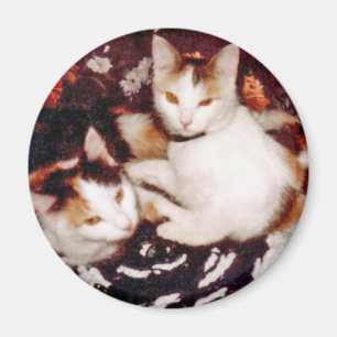 Comfy Cats Magnet