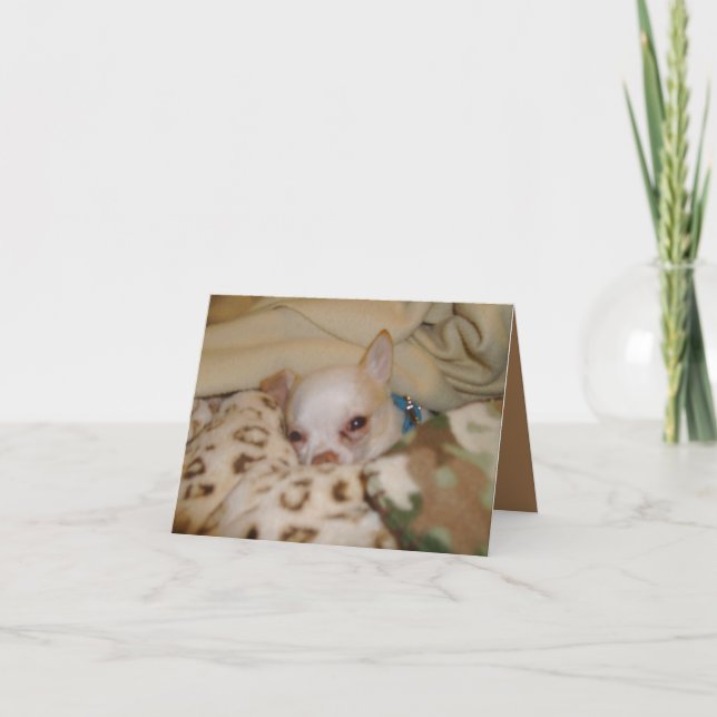Comfy Chihuahua Folded Note Card (Front)