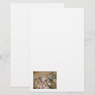 Comfy Chihuahua Stationery