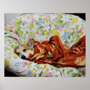 Comfy Corgi Poster