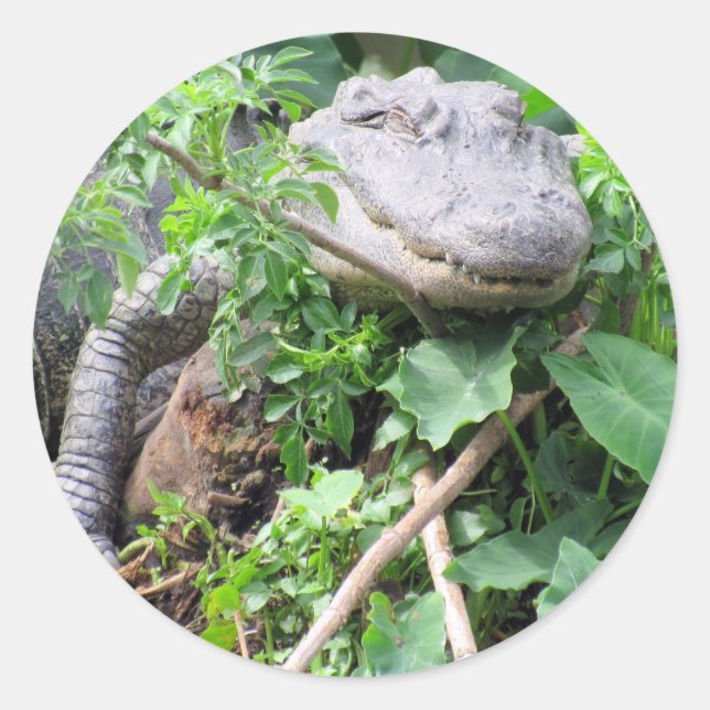 Comfy Gator Stickers (Front)