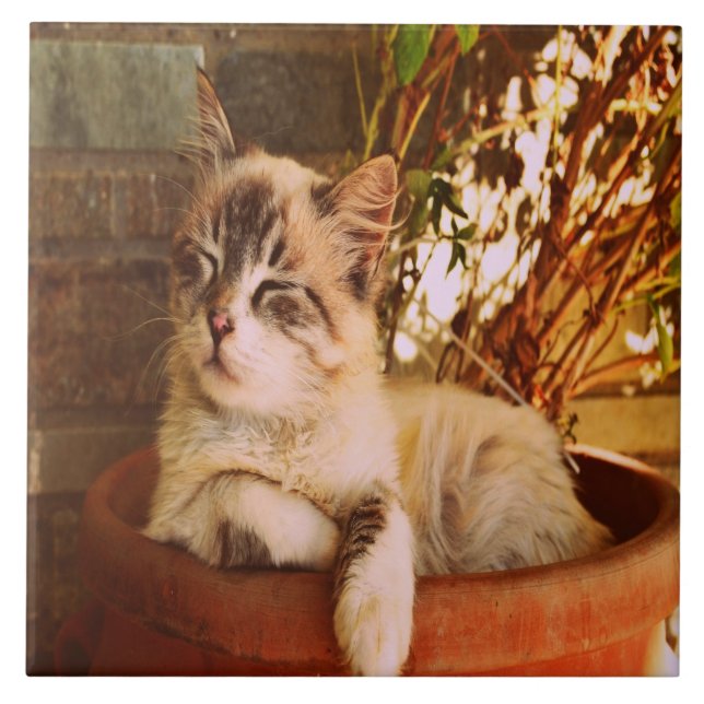 Comfy Sleepy Kitty Tile (Front)