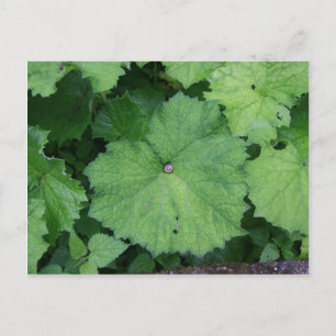 Comfy Snail Postcard