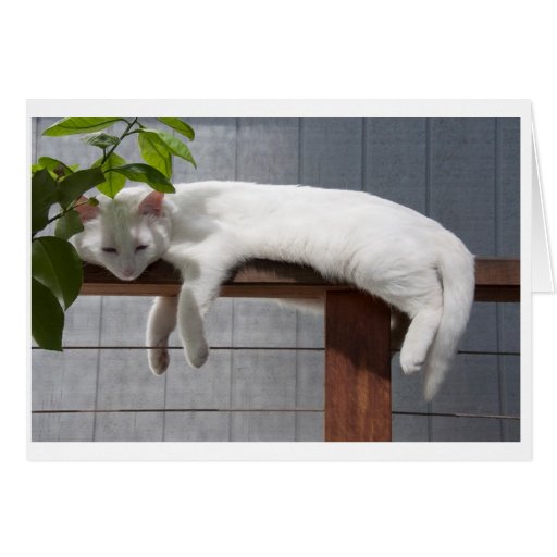 Image of Comic Kitten blank card series