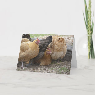 Comical Chicken Notecard
