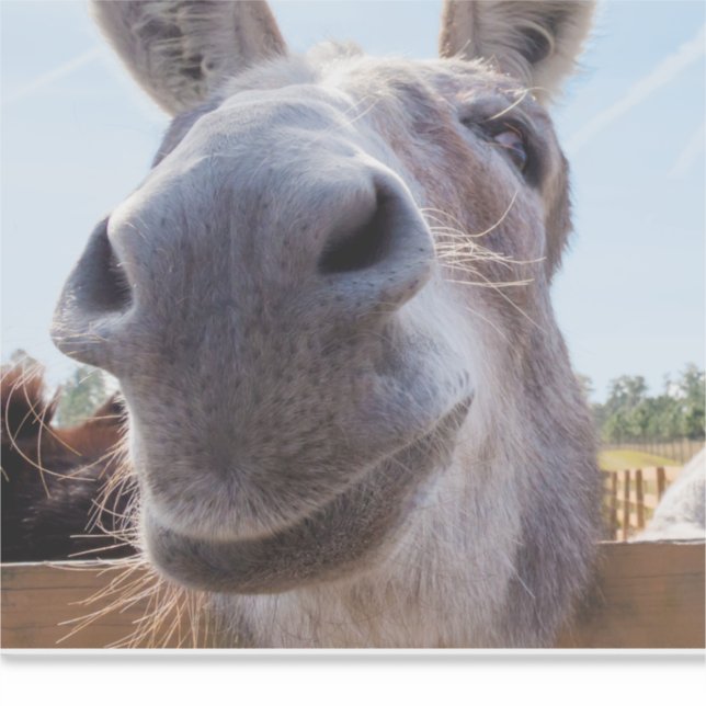 Comical Grey Smiling Donkey (Front)