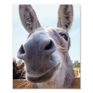 Comical Grey Smiling Donkey Photo Print