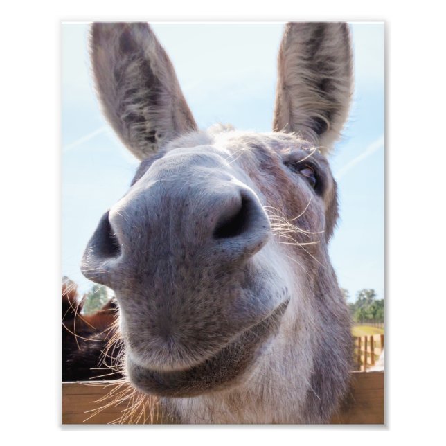Comical Grey Smiling Donkey Photo Print (Front)