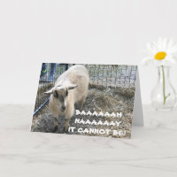 COMICAL SHEEP DIDN'T KNOW U WERE "THAT OLD"