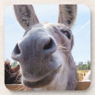 Comical Smiling Grey Donkey Coaster