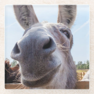 Comical Smiling Grey Donkey Glass Coaster