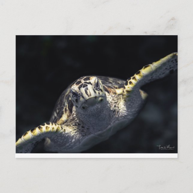 "Coming At You" Postcard (Front)