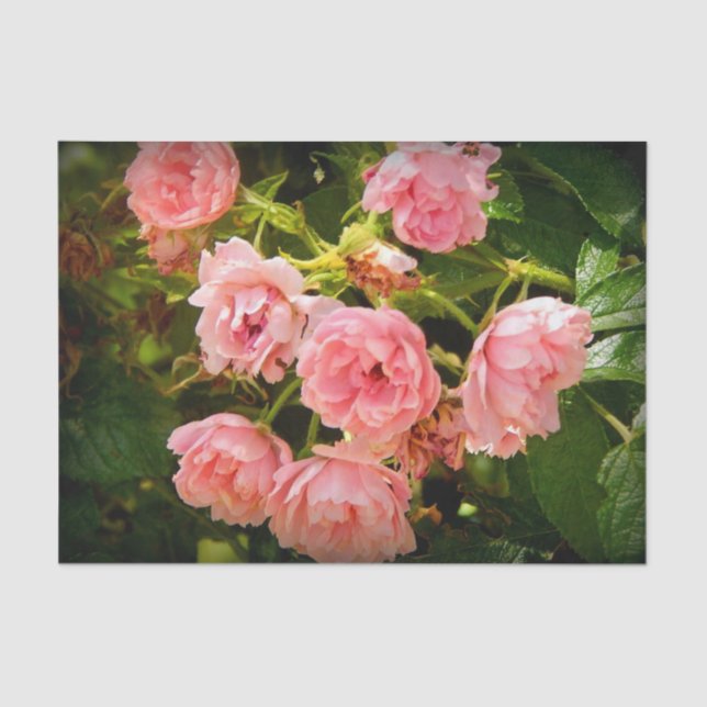 Coming up Roses Gift Tissue Tissue Paper (Front)