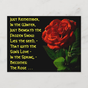 Coming up Roses... Postcard