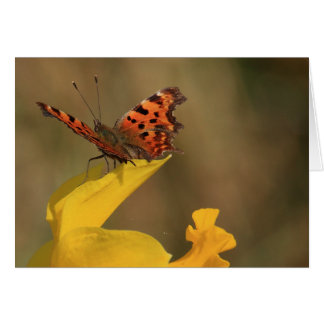 Comma Butterfly and Daffodil