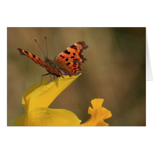 Comma Butterfly and Daffodil (Front Horizontal)
