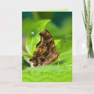 Comma Butterfly Card