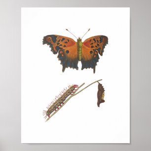 Comma Butterfly, Caterpillar & Chrysalis Vintage  Poster