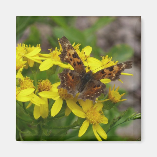 Comma Butterfly in Glacier National Park Magnet (Front)